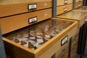 Entomology Drawers