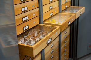 Entomology Drawers