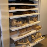 Zoology Museum Storage Cabinet