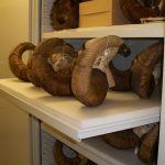 Zoology Museum Storage Cabinet