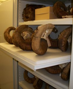 Zoology Museum Storage Cabinet