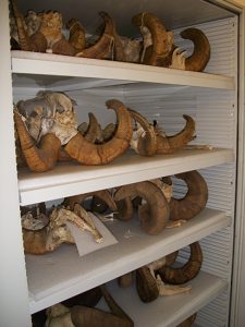 Zoology Museum Storage Cabinet