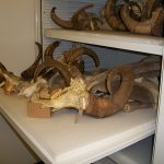 Zoology Museum Storage Cabinet