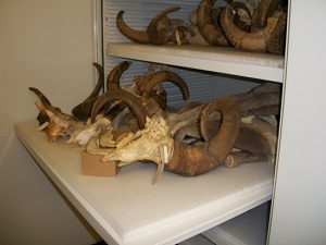 Zoology Museum Storage Cabinet