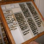 Entomology Museum Storage