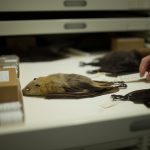 Zoology Museum Storage Cabinet