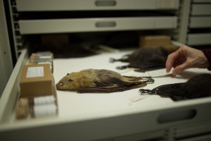 Zoology Museum Storage Cabinet