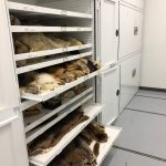 Zoology Museum Storage Cabinet