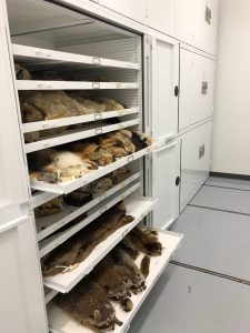 Zoology Museum Storage Cabinet