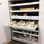 Zoology Museum Storage Cabinet