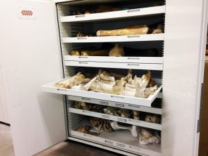 Zoology Museum Storage Cabinet