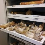 Zoology Museum Storage Cabinet