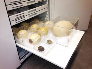 Zoology Museum Storage Cabinet