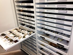 Zoology Museum Storage Cabinet