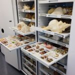 Zoology Museum Storage Cabinet