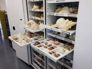 Zoology Museum Storage Cabinet