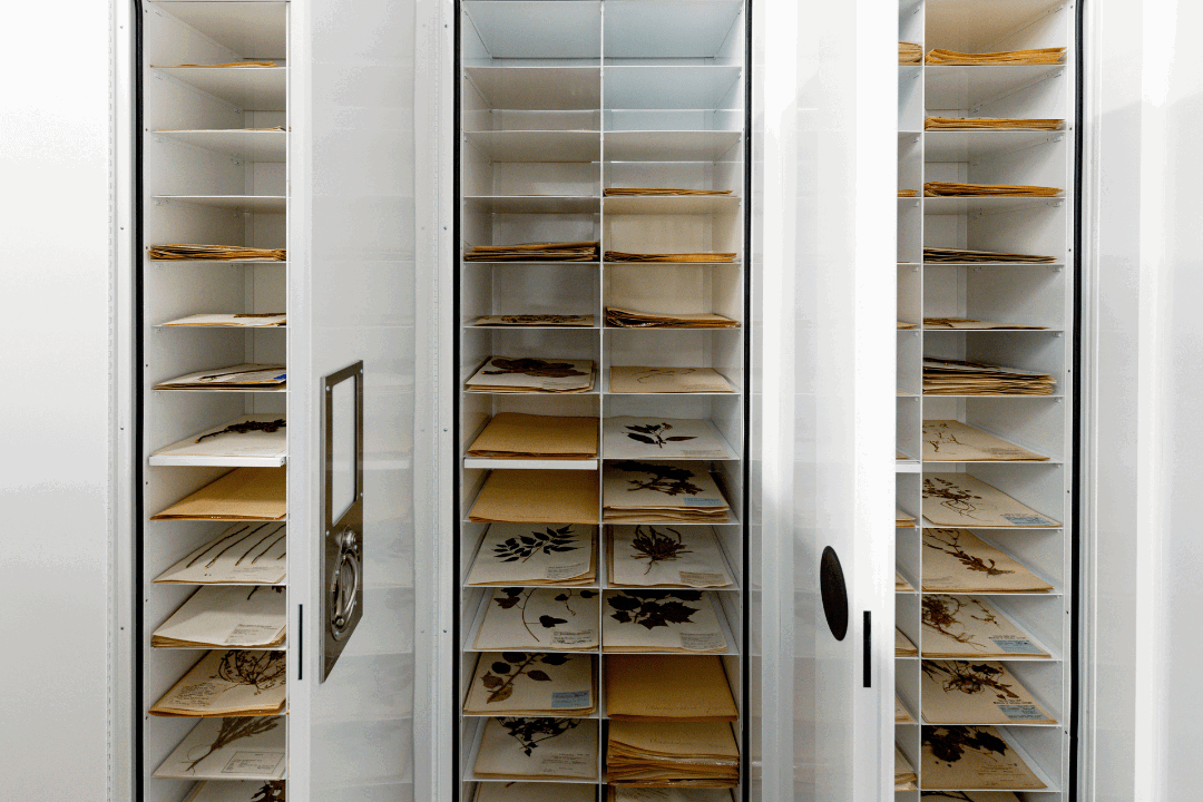 Herbarium Museum Storage Cabinets