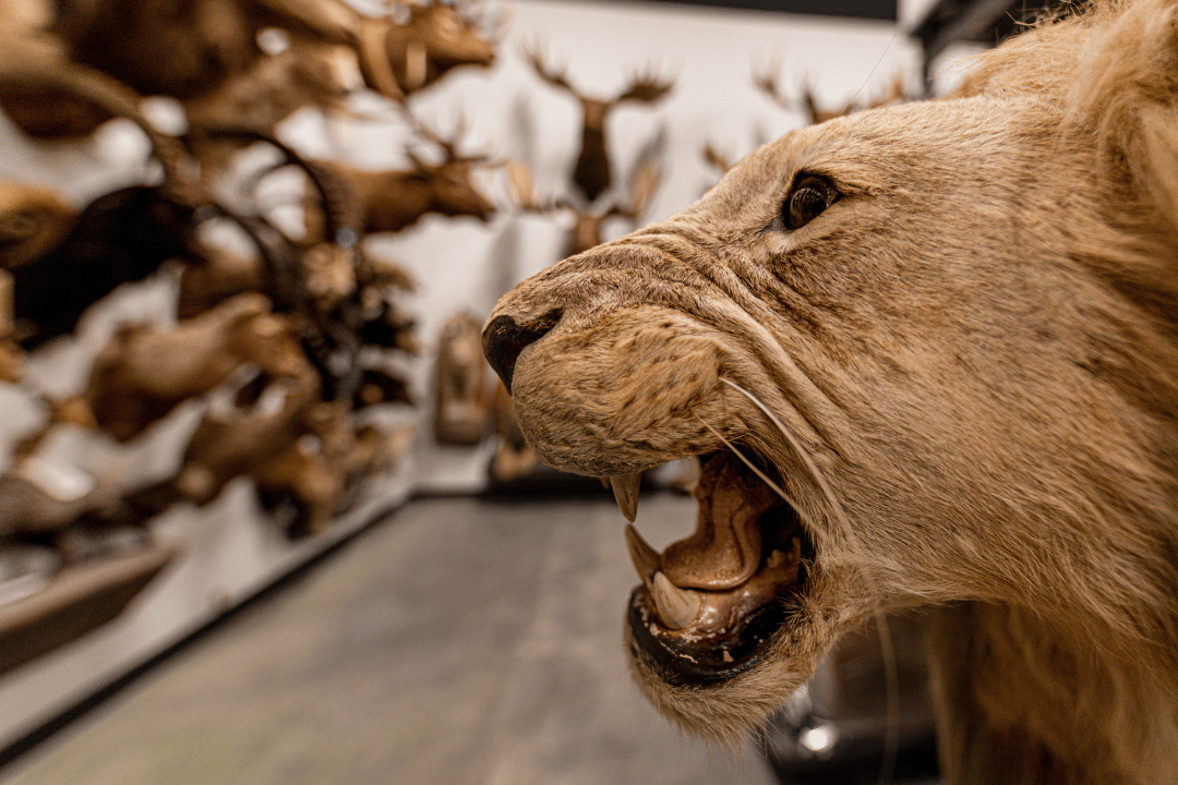 Zoology Museum Storage Cabinets